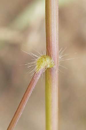 Panicum barbipulvinatum \ Ufer-Rispen-Hirse / Riparian Millet, D Flörsheim am Main 15.9.2012