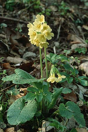 Primula elatior \ Hohe Schlsselblume, Wald-Primel / Ox-lip, D Sulzburg 11.4.1992