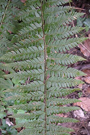 Polystichum aculeatum \ Stacheliger Schildfarn, D Hirschberg 3.4.2008