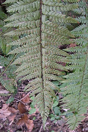 Polystichum aculeatum \ Stacheliger Schildfarn, D Hirschberg 3.4.2008