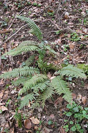 Polystichum aculeatum \ Stacheliger Schildfarn, D Hirschberg 3.4.2008