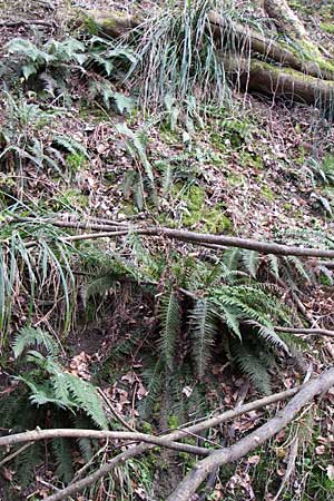 Polystichum aculeatum / Hard Shield Fern, D Hirschberg 3.4.2008