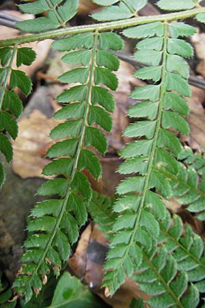 Polystichum setiferum \ Borstiger Schildfarn / Soft Shield Fern, D Zwingenberg an der Bergstraße 14.9.2009