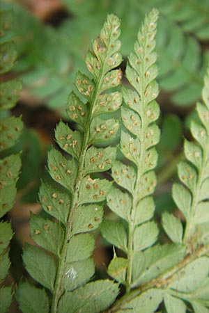 Polystichum setiferum \ Borstiger Schildfarn / Soft Shield Fern, D Zwingenberg an der Bergstraße 14.9.2009