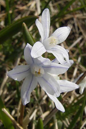 Puschkinia scilloides \ Schein-Scilla / Russian Snowdrop, D Heusenstamm 14.4.2013