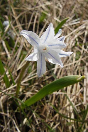 Puschkinia scilloides / Russian Snowdrop, D Heusenstamm 14.4.2013