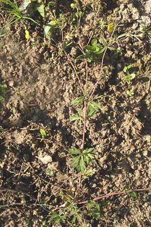 Potentilla schultzii \ Schultz' Hgel-Fingerkraut / Schultz' Cinquefoil, D Theisbergstegen 8.6.2013