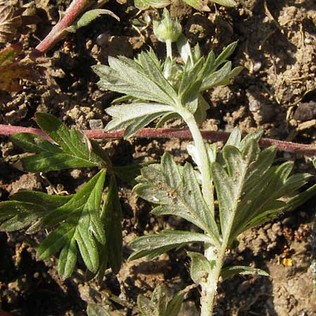 Potentilla schultzii \ Schultz' Hgel-Fingerkraut / Schultz' Cinquefoil, D Theisbergstegen 8.6.2013