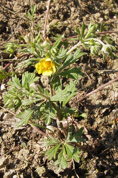 Potentilla schultzii \ Schultz' Hgel-Fingerkraut / Schultz' Cinquefoil, D Theisbergstegen 8.6.2013