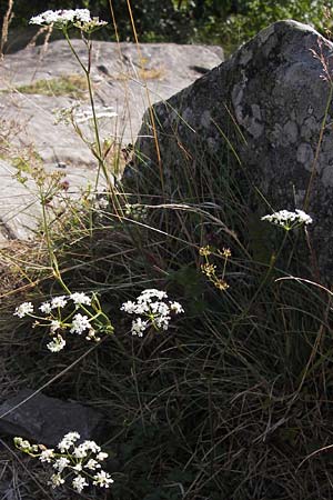 Pimpinella saxifraga \ Kleine Bibernelle / Burnet Saxifrage, D Rhön, Milseburg 27.7.2013