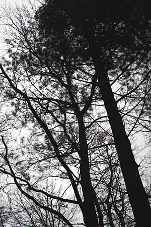 Pinus strobus \ Weymouths-Kiefer, Wei-Kiefer / Eastern White Pine, D Heidelberg 15.3.2014