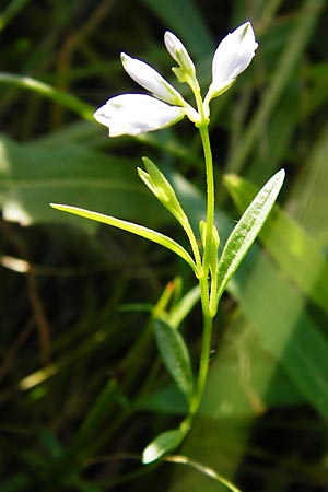 Polygala serpyllifolia \ Quendel-Kreuzblume, Quendel-Kreuzblmchen / Heath Milkwort, D Odenwald, Neckarsteinach-Darsberg 5.6.2014