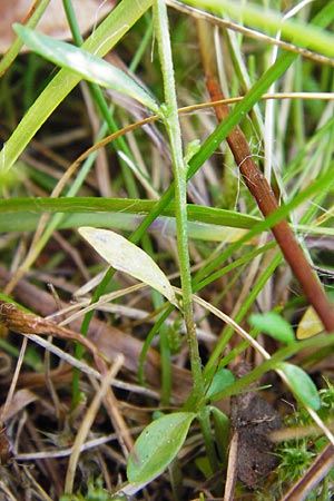 Polygala serpyllifolia \ Quendel-Kreuzblume, Quendel-Kreuzblmchen, D Odenwald, Neckarsteinach-Darsberg 5.6.2014