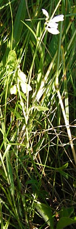 Polygala serpyllifolia \ Quendel-Kreuzblume, Quendel-Kreuzblmchen, D Odenwald, Neckarsteinach-Darsberg 5.6.2014