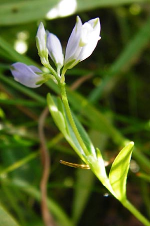 Polygala serpyllifolia \ Quendel-Kreuzblume, Quendel-Kreuzblmchen, D Odenwald, Neckarsteinach-Darsberg 5.6.2014