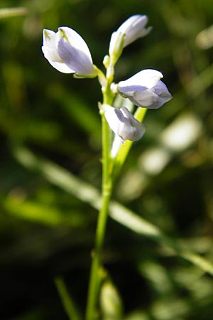 Polygala serpyllifolia \ Quendel-Kreuzblume, Quendel-Kreuzblmchen, D Odenwald, Neckarsteinach-Darsberg 5.6.2014