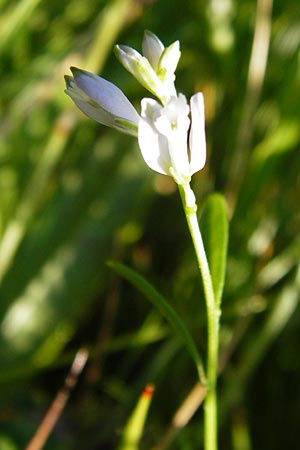 Polygala serpyllifolia \ Quendel-Kreuzblume, Quendel-Kreuzblmchen, D Odenwald, Neckarsteinach-Darsberg 5.6.2014