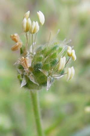 Plantago arenaria / Branched Plantain, D Mannheim 16.7.2014