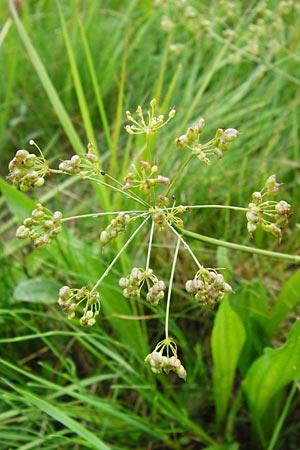 Pimpinella saxifraga \ Kleine Bibernelle / Burnet Saxifrage, D Odenwald, Brandau 30.7.2014