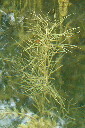 Potamogeton trichoides \ Haar-Laichkraut, D Römerberg 28.8.2008