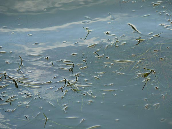 Potamogeton pectinatus \ Kamm-Laichkraut, D Heidelberg 6.9.2009