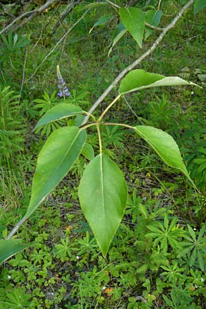 Populus trichocarpa \ Westliche Balsam-Pappel / Black Cottonwood, Western Balsam Poplar, D Oberaula 31.5.2014