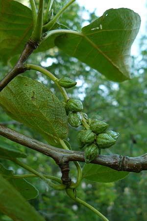 Populus trichocarpa \ Westliche Balsam-Pappel / Black Cottonwood, Western Balsam Poplar, D Oberaula 31.5.2014