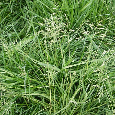 Poa trivialis \ Gewhnliches Rispengras / Rough Blue Grass, D Wörth (Landkreis Erding) 6.5.2012