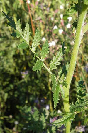 Phacelia tanacetifolia \ Bschelschn, Bienenfreund / Phacelia, D Mannheim 24.7.2012