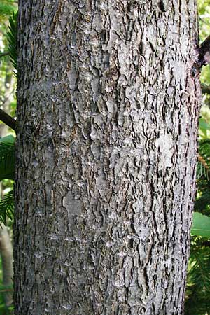 Populus trichocarpa \ Westliche Balsam-Pappel / Black Cottonwood, Western Balsam Poplar, D Oberaula 31.5.2014