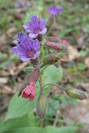 Pulmonaria obscura \ Dunkles Lungenkraut / Suffolk Lungwort, D Bensheim 22.4.2006