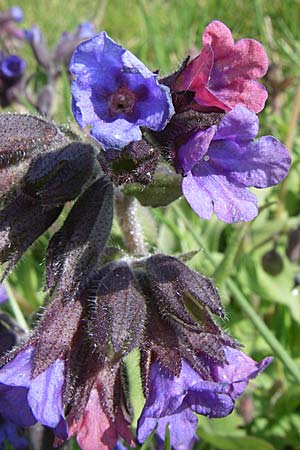 Pulmonaria montana \ Knolliges Lungenkraut, D Rheinhessen, Wendelsheim 26.4.2008