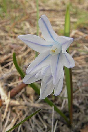 Puschkinia scilloides \ Schein-Scilla / Russian Snowdrop, D Kallstadt 5.4.2009