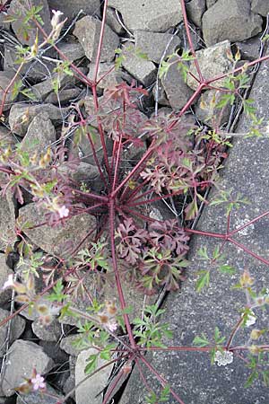 Geranium purpureum \ Purpur-Storchschnabel, D Mannheim 6.5.2009