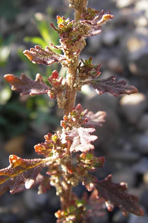 Dysphania pumilio \ Australischer Drsengnsefu / Clammy Goosefoot, D Mannheim 7.9.2012