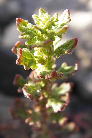 Dysphania pumilio \ Australischer Drsengnsefu / Clammy Goosefoot, D Mannheim 7.9.2012