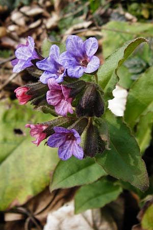 Pulmonaria obscura \ Dunkles Lungenkraut / Suffolk Lungwort, D Hemsbach 8.3.2014