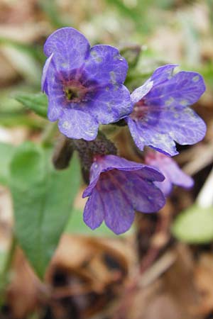 Pulmonaria obscura \ Dunkles Lungenkraut / Suffolk Lungwort, D Thüringen, Weimar 28.3.2014