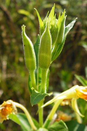 Oenothera punctulata \ Feinpunktierte Nachtkerze / Fine-Spotted Evening Primrose, D Graben-Neudorf 19.7.2014