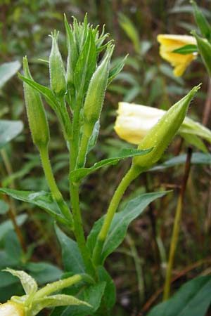 Oenothera punctulata \ Feinpunktierte Nachtkerze / Fine-Spotted Evening Primrose, D Graben-Neudorf 21.7.2014