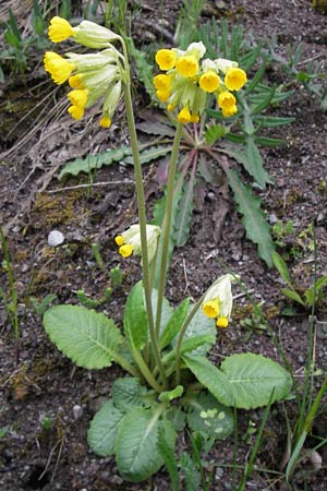 Primula veris \ Frhlings-Schlsselblume, Wiesen-Schlsselblume, D Thüringen, Drei Gleichen 7.5.2013