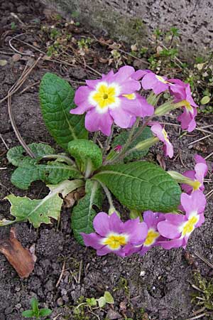 Primula vulgaris \ Stngellose Primel, Kissen-Primel, D Thüringen, Weimar 28.3.2014