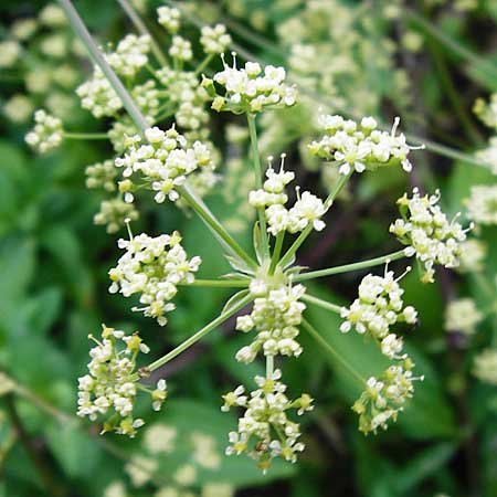 Peucedanum venetum \ Venezianischer Haarstrang / Southern Masterwort, D Weinheim an der Bergstraße, Botan. Gar.  Hermannshof 1.8.2014