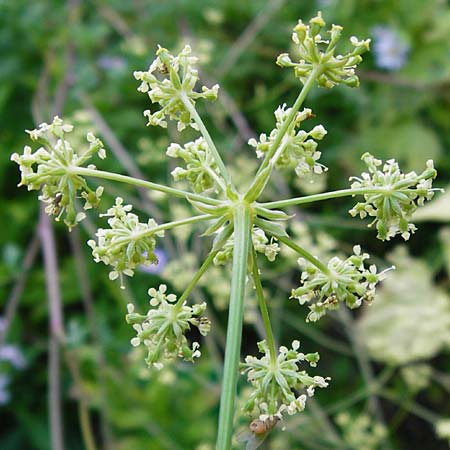 Peucedanum venetum \ Venezianischer Haarstrang / Southern Masterwort, D Weinheim an der Bergstraße, Botan. Gar.  Hermannshof 1.8.2014