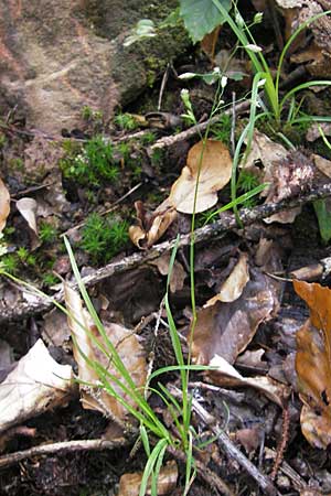 Poa trivialis \ Gewhnliches Rispengras / Rough Blue Grass, D Odenwald, Neckargemünd-Mückenloch 13.9.2010