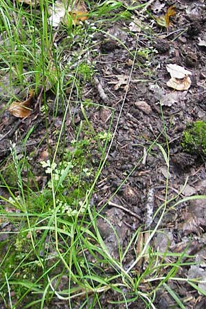 Poa trivialis \ Gewhnliches Rispengras / Rough Blue Grass, D Odenwald, Neckargemünd-Mückenloch 13.9.2010