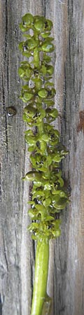 Potamogeton x angustifolius \ Schmalblttriges Laichkraut, D Karlsruhe 24.7.2010