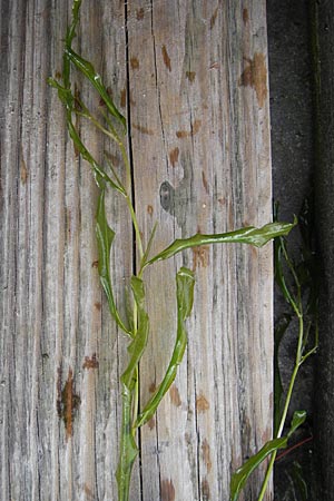 Potamogeton x angustifolius \ Schmalblttriges Laichkraut, D Karlsruhe 24.7.2010