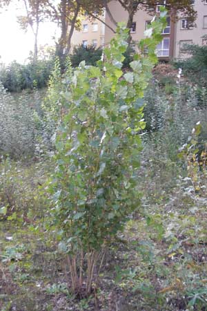 Populus x canadensis \ Kanadische Pappel, Bastard-Schwarzpappel, D Ludwigshafen 8.10.2011