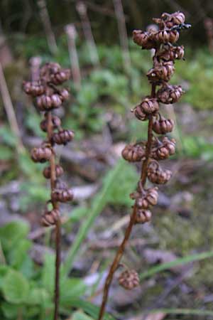 Pyrola minor \ Kleines Wintergrn / Common Wintergreen, D Schwarzwald/Black-Forest, Schauinsland 29.6.2008